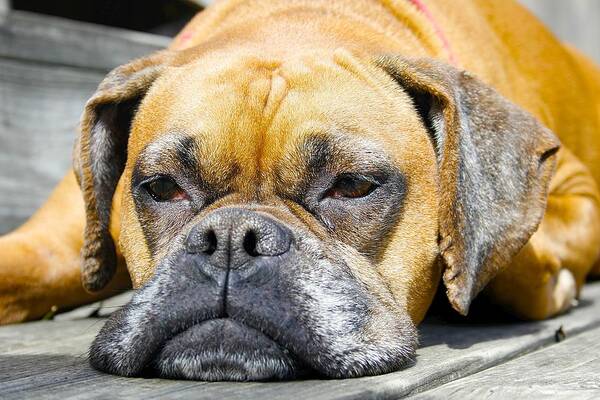 Boxer Poster featuring the photograph Macy's Lazy Days by Jeff Mize