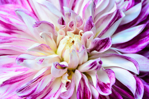 Dahlia Poster featuring the photograph Magenta Dahlia by Georgette Grossman