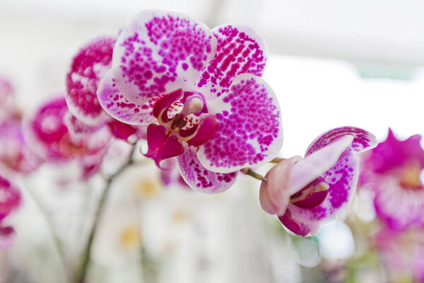 Rhs Poster featuring the photograph Magenta Ears Orchid by Maj Seda