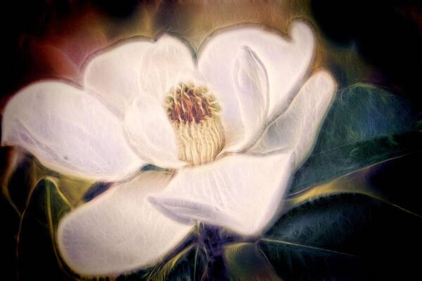 Magnolia Poster featuring the photograph Magnolia Dream by Joetta West