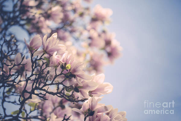 Magnolia Poster featuring the photograph Magnolia Flowers by Nailia Schwarz