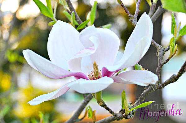 Magnolia Poster featuring the photograph Magnolia by Mindy Bench