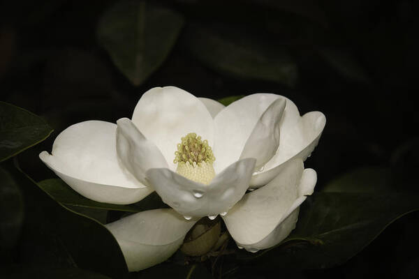 Magnolia Poster featuring the photograph Magnolia by Penny Lisowski