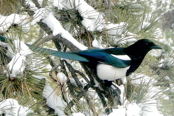 Colorado Poster featuring the photograph Magpie in the Snow by Marilyn Burton