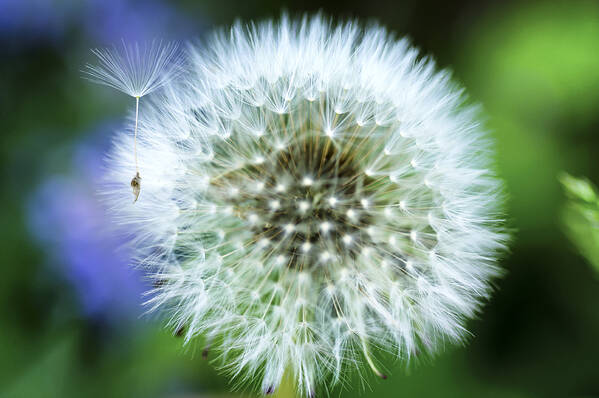 Blowball Poster featuring the photograph Make a Wish by Christi Kraft
