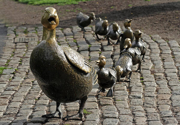 Duck Poster featuring the photograph Make Way for Ducklings by Juergen Roth