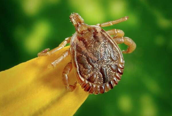 Amblyomma Cajennense Poster featuring the photograph Male Cayenne Tick by Cdc/science Photo Library