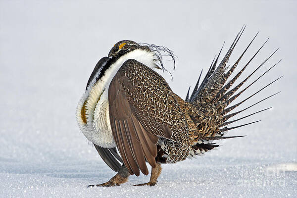 Grouse Poster featuring the photograph Male Sage Grouse by Bill Singleton