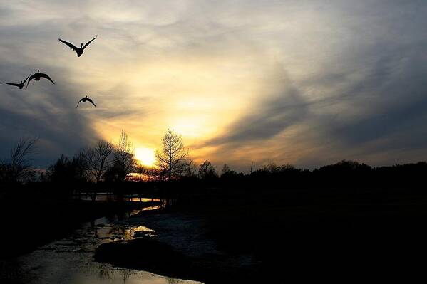 Ducks Poster featuring the photograph Mallards Silhouette at Sunset by Jeff Mize