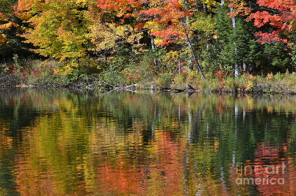 Autumn Colors Poster featuring the photograph Maple Cove by Dan Hefle