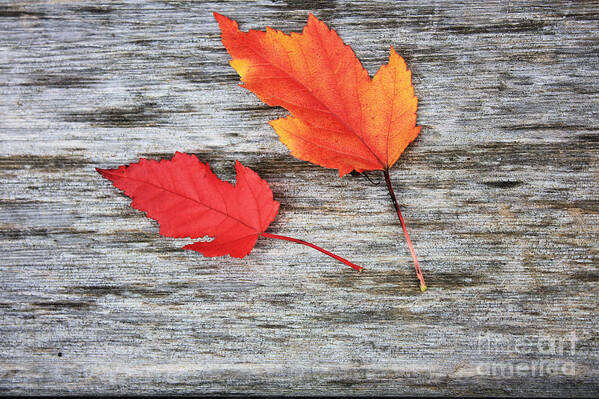 Leaves Poster featuring the photograph Maple Leaves by Gerry Bates