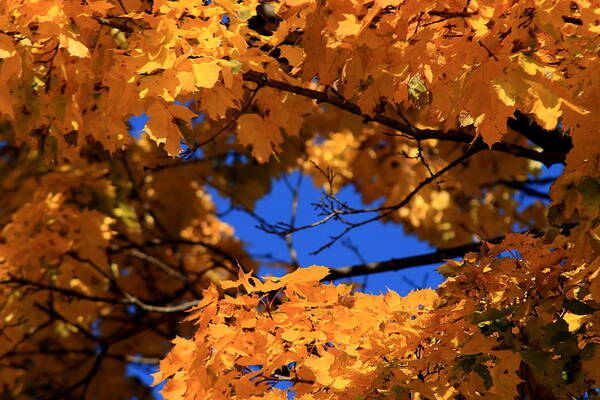 Maple Poster featuring the photograph Maple Tree in Autumn by David Dufresne