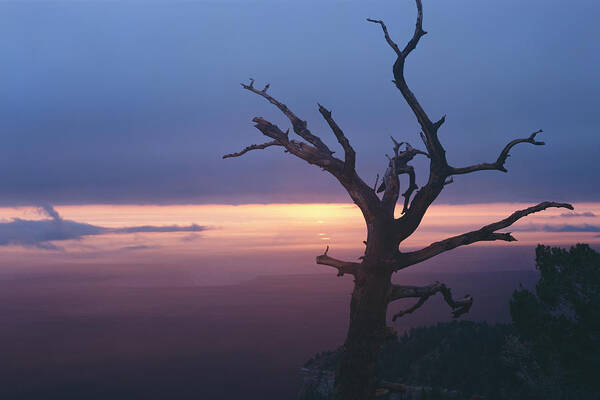 Arizona Poster featuring the photograph Marble View Snag by Tom Daniel