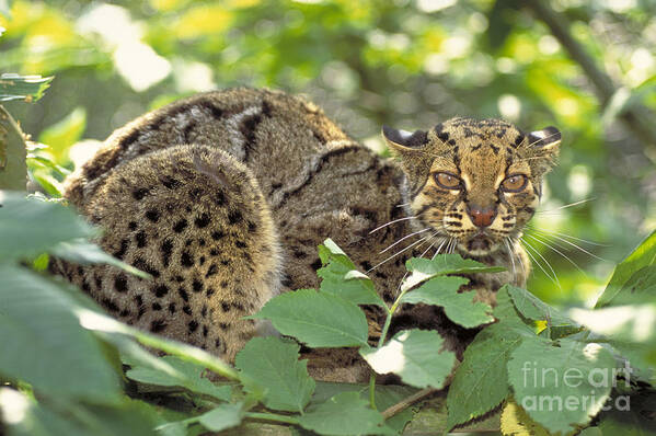 Horizontal Poster featuring the photograph Marbled Cat by Art Wolfe