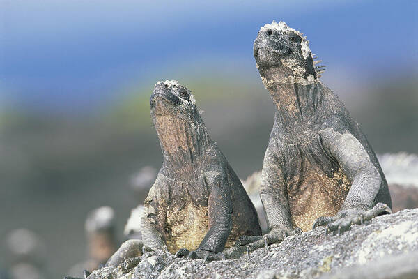 Feb0514 Poster featuring the photograph Marine Iguanas Sky Pointing To Keep by Tui De Roy