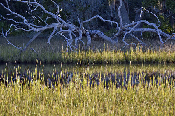Jekyll Poster featuring the photograph Marsh Morning on Jekyll Island by Bruce Gourley