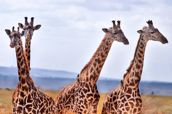 3scape Photos Poster featuring the photograph Masai Giraffe by Adam Romanowicz