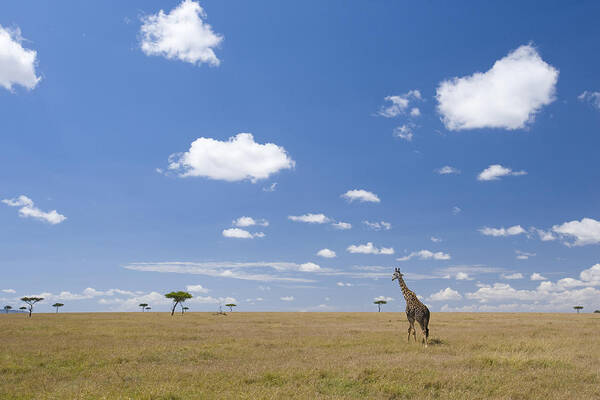 Flpa Poster featuring the photograph Masai Giraffe On Savanna Masai Mara by Elliott Neep