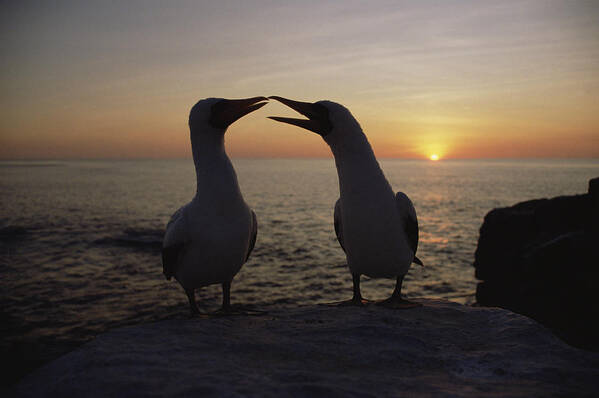 Feb0514 Poster featuring the photograph Masked Booby Couple Courting Galapagos by Konrad Wothe