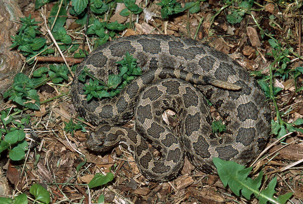 Animal Poster featuring the photograph Massasauga Rattlesnake by Karl H. Switak