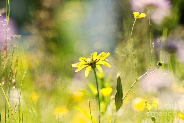 Meadow Poster featuring the photograph Meadow by Christine Sponchia