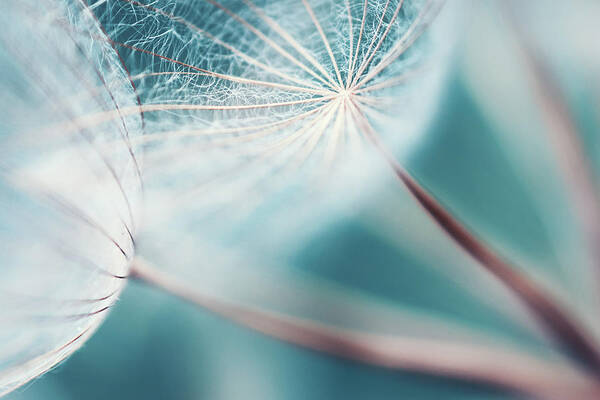 Outdoors Poster featuring the photograph Meadow Salsify Abstract Dreamlike by M3ss