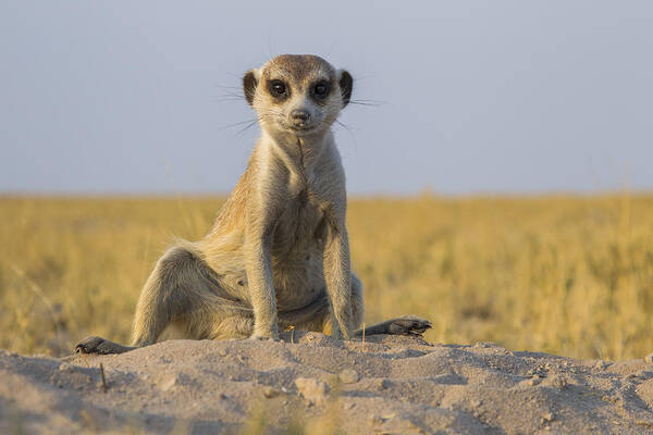 537218 Poster featuring the photograph Meerkat Sitting Near Burrow Botswana by Vincent Grafhorst