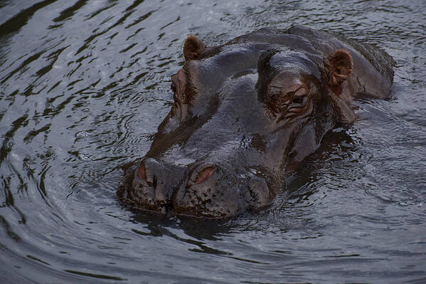 Australian Poster featuring the photograph Menacing Hippo by Graham Palmer