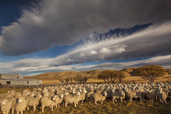 Feb0514 Poster featuring the photograph Merino Sheep Otago New Zealand by Colin Monteath