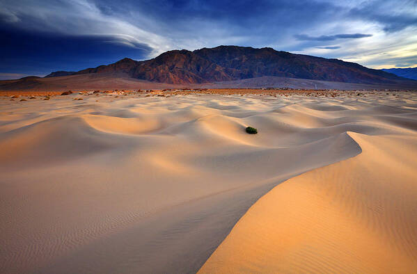 Death Valley Poster featuring the photograph Mesquite Gold by Darren White