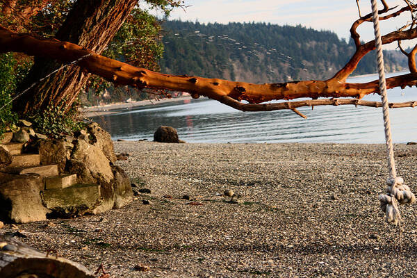 Landscapes Poster featuring the photograph Mighty Madrona Tree Swing by Kym Backland