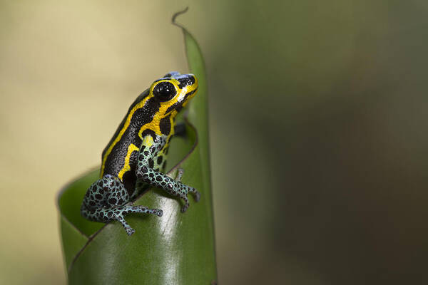 Cyril Ruoso Poster featuring the photograph Mimic Poison Frog Amazon Peru by Cyril Ruoso