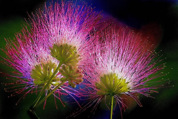 Mimosa Poster featuring the photograph Mimosa Blossoms by Jerry Gammon