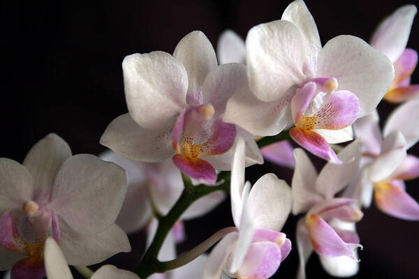 Mini Phalaenopsis Poster featuring the photograph Mini Orchids 5 by Marna Edwards Flavell