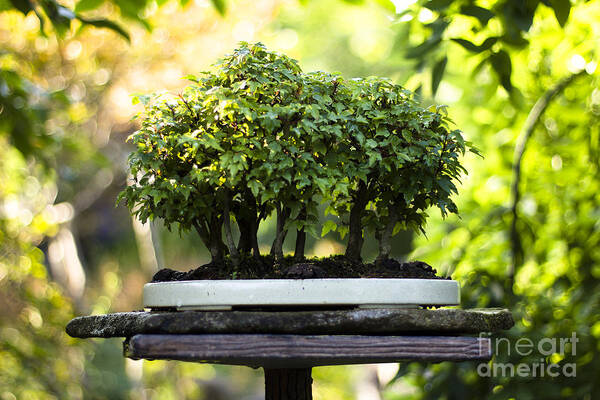 Bonsai Poster featuring the photograph Miniature Green Forest Bonsai by Beverly Claire Kaiya