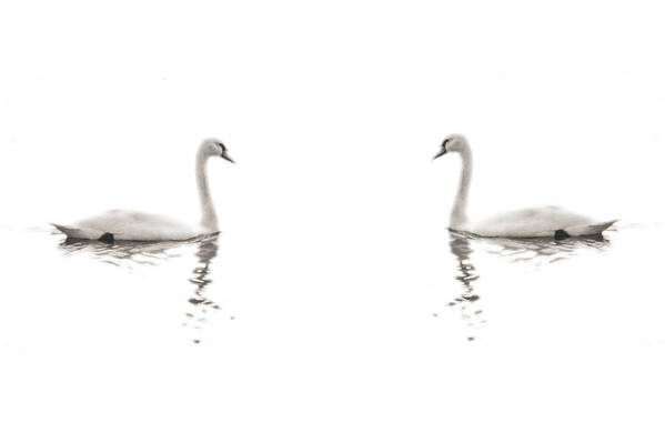 Swan Print Poster featuring the photograph Minimalist Swans in Black and White by Brooke T Ryan