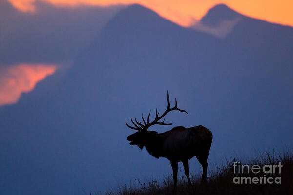 Elk Poster featuring the photograph Mission Mountain Elk by Aaron Whittemore