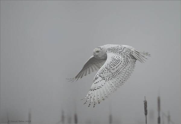 Snowy Owl Poster featuring the photograph Misty Day Snowy by Daniel Behm