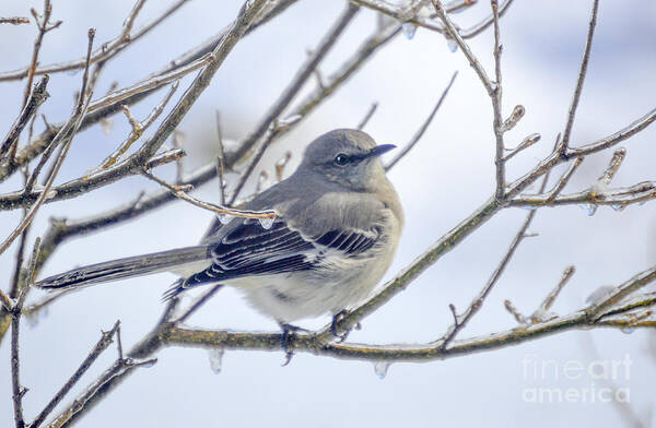 Tree Branches Poster featuring the photograph Mockingbird on Ice by Lynellen Nielsen