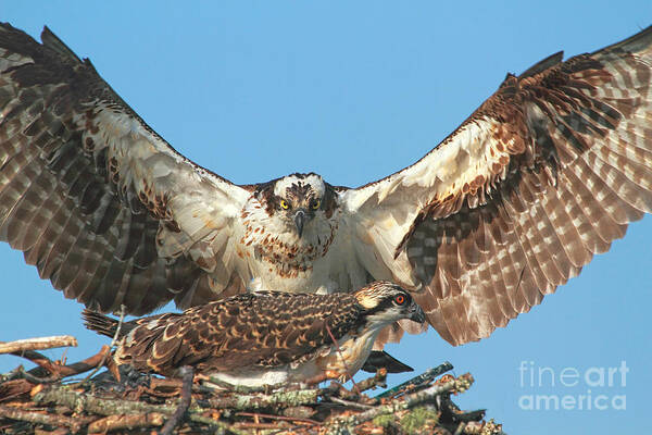 Osprey Poster featuring the photograph Mommies Baby by Geraldine DeBoer