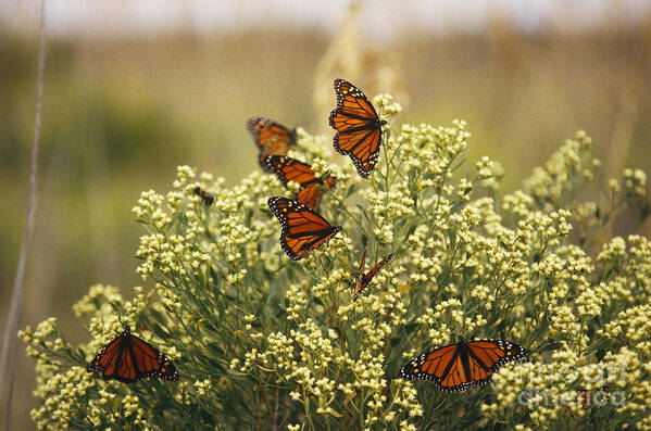Fauna Poster featuring the photograph Monarch Butterflies by James L. Amos