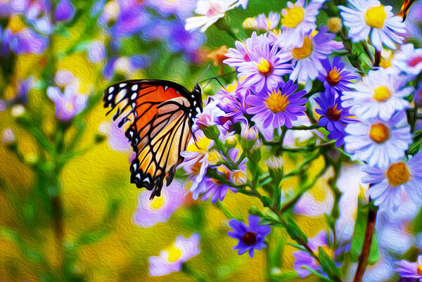 Monarch Butterfly Poster featuring the photograph Monarch Butterfly 4 by Tracy Winter