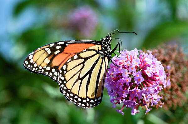 Monarch Butterfly Poster featuring the photograph Monarch Butterfly by Crystal Wightman