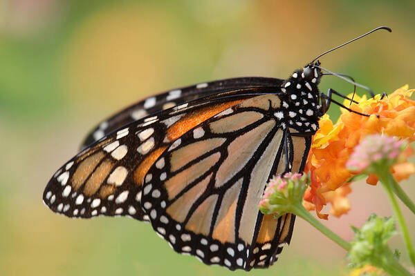 Monarch Butterfly With Backlit Wings Poster featuring the photograph Monarch Butterfly With Backlit Wings by Daniel Reed