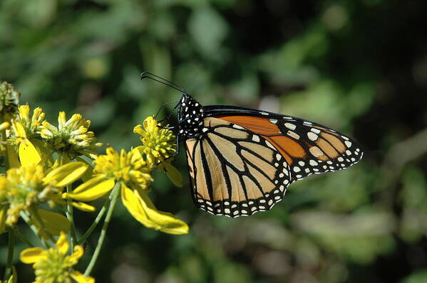 Monarch Butterfly Poster featuring the photograph Monarch by David Armstrong