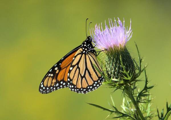 Background Poster featuring the photograph Monarch On Thorns by Bonfire Photography