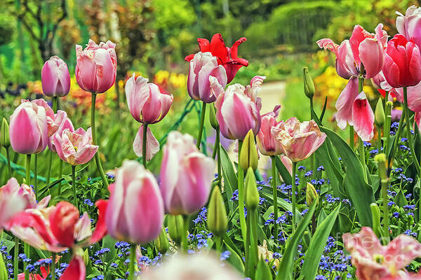 Travel Poster featuring the photograph Monet's Beauty by Elvis Vaughn