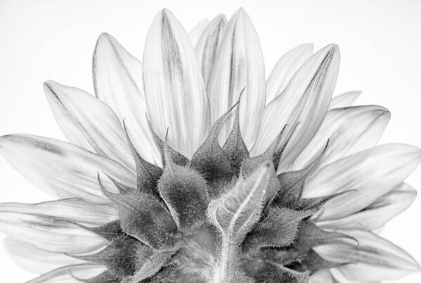  Black Poster featuring the photograph Monochrome Sunflower by Stelios Kleanthous