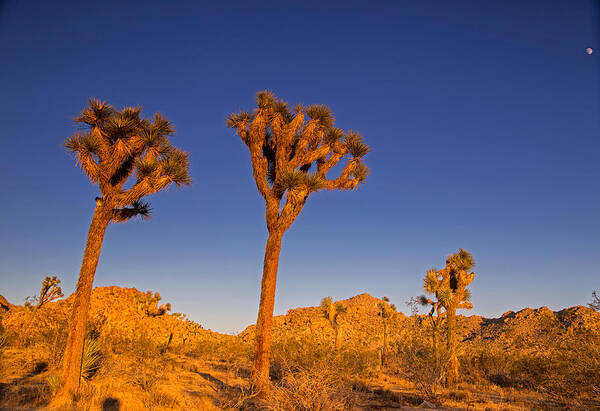 Joshua Trees Poster featuring the photograph Moon Sun and Joshua Trees by Kunal Mehra