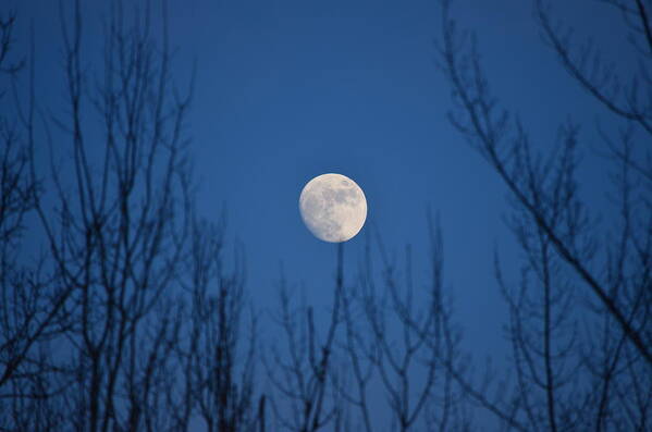 Moon Poster featuring the photograph Moonrise by James Petersen